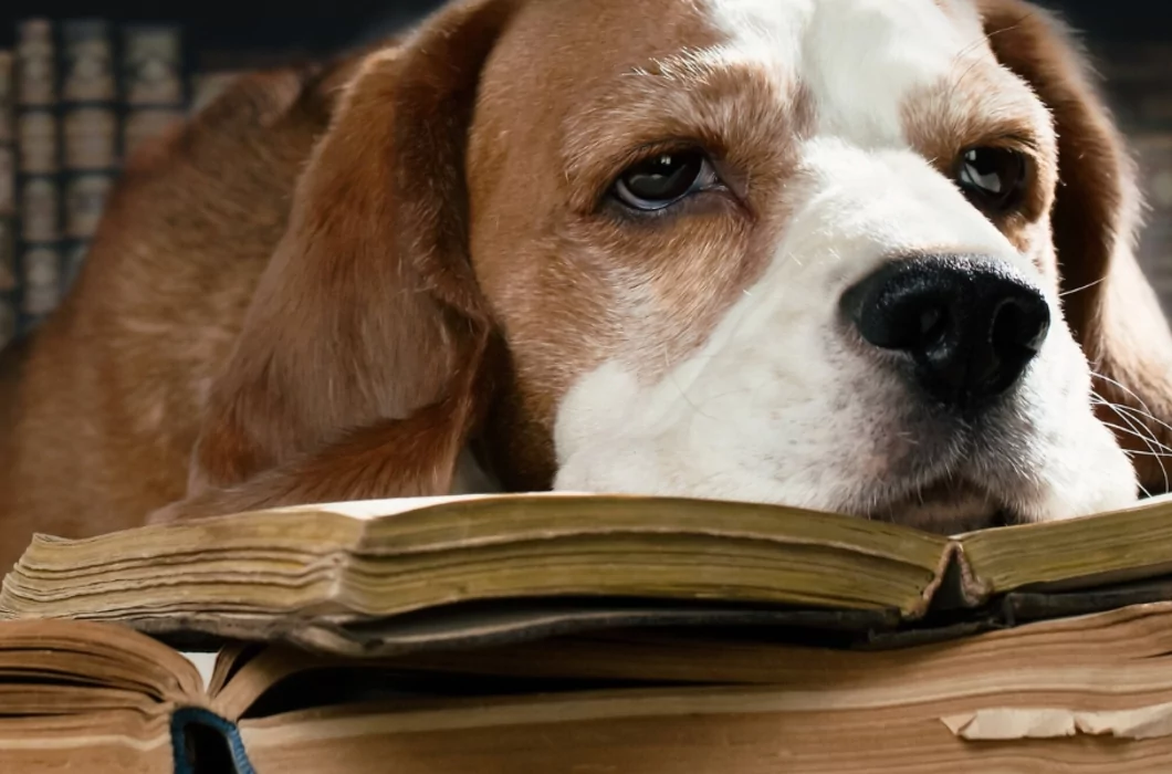 De kids terug naar school, jij weer aan het werk.  Wat betekent dit voor jullie hond?