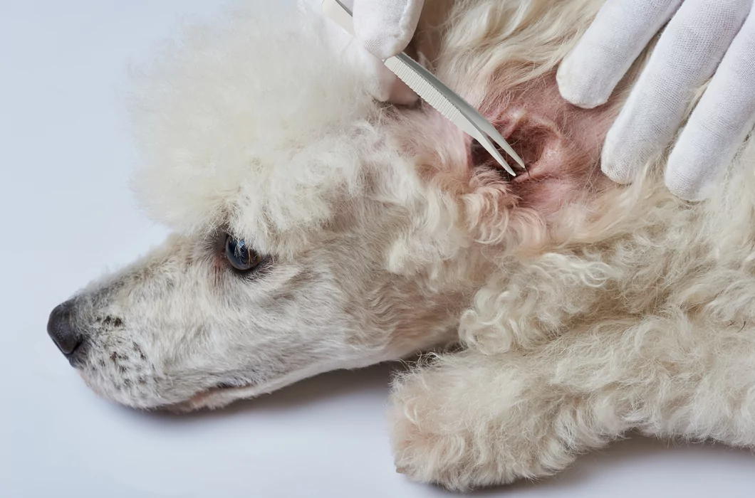 Haartjes uit de oren verwijderen bij honden: argumenten voor en tegen