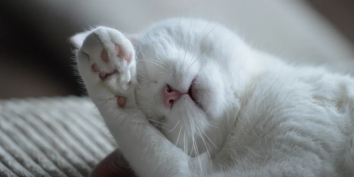 Katten en honden helpen om zo gezond mogelijke levens te leiden.