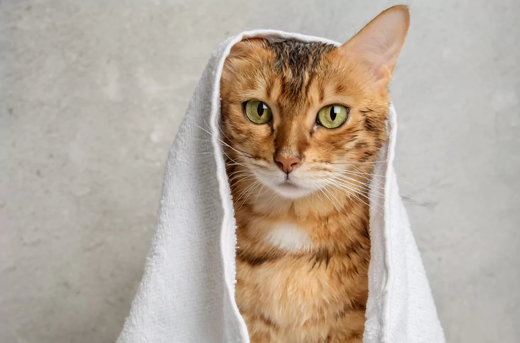 Welke shampoo is geschikt voor je kat? Zo kies je de juiste