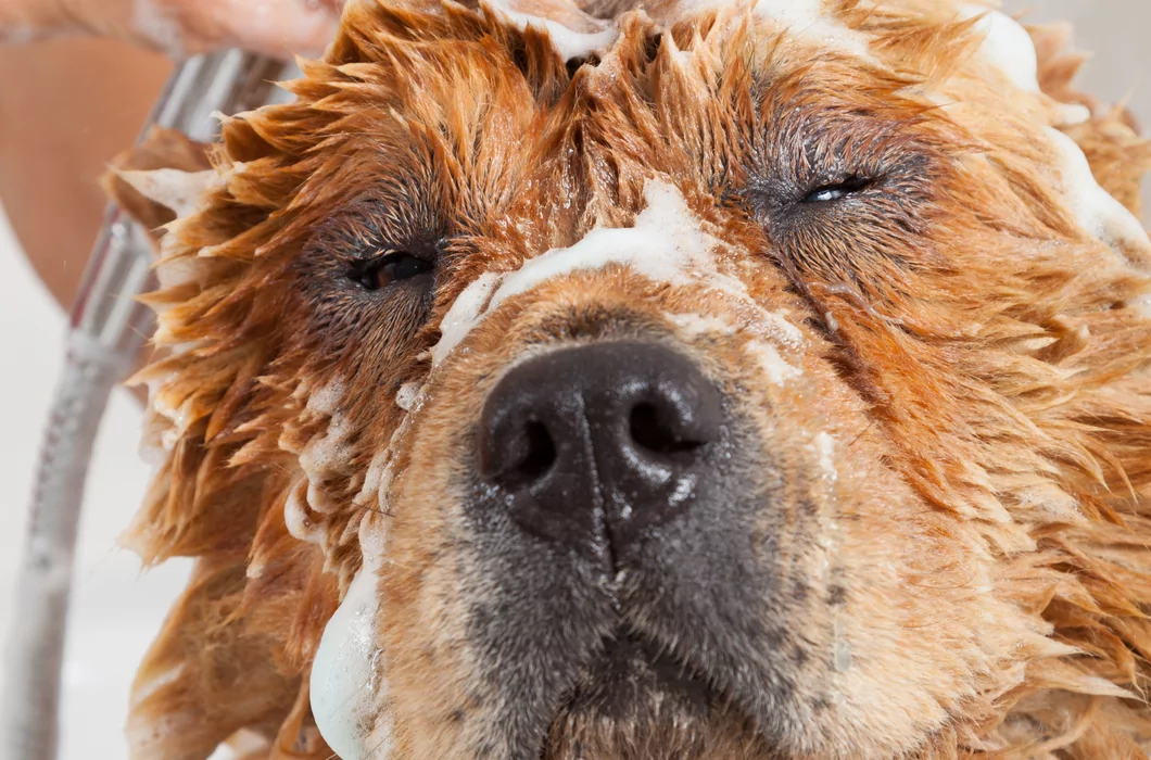 Met welke shampoo kan ik mijn hond het beste wassen?