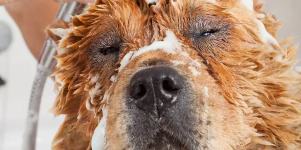 Met welke shampoo kan ik mijn hond het beste wassen?