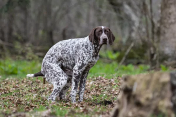 Eco Paw Print - Tip 2: Hondenpoep - Kies het juiste zakje!