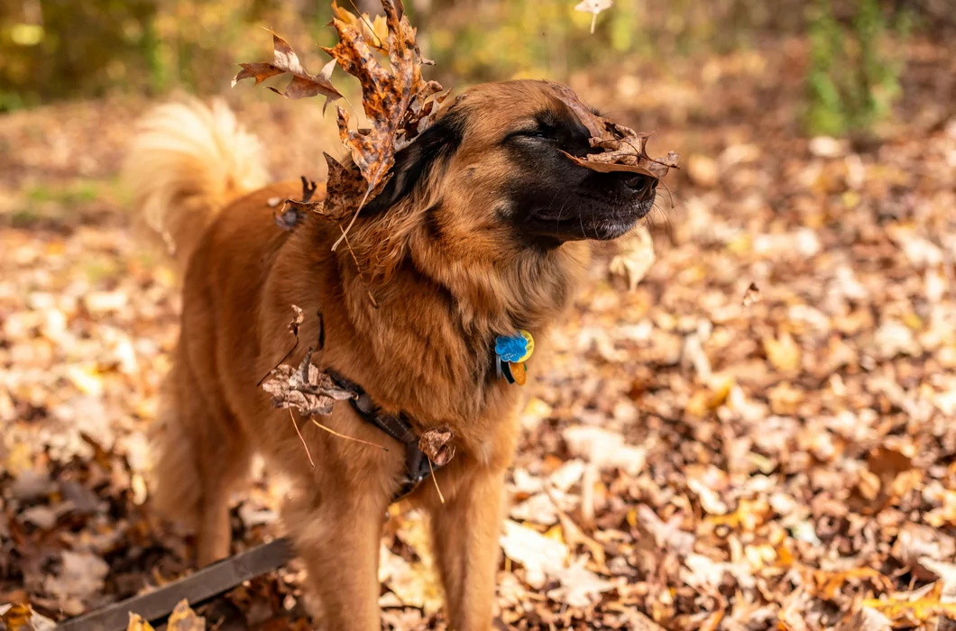 Vacht in herfstmodus?  Zo verzorg je de vacht van je hond in de herfst.
