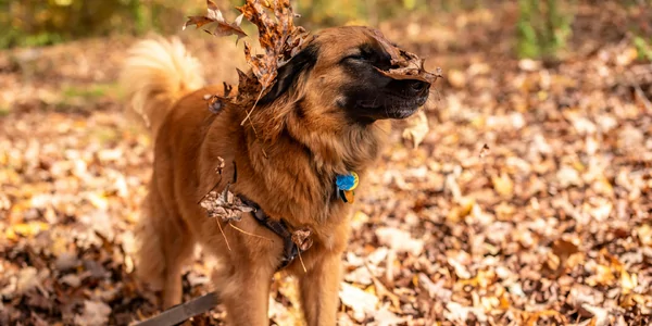 Vacht in herfstmodus? Zo verzorg je de vacht van je hond in de herfst.