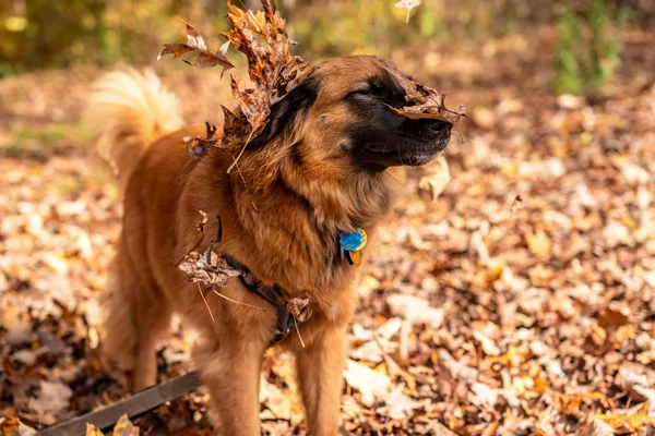 Vacht in herfstmodus? Zo verzorg je de vacht van je hond in de herfst.