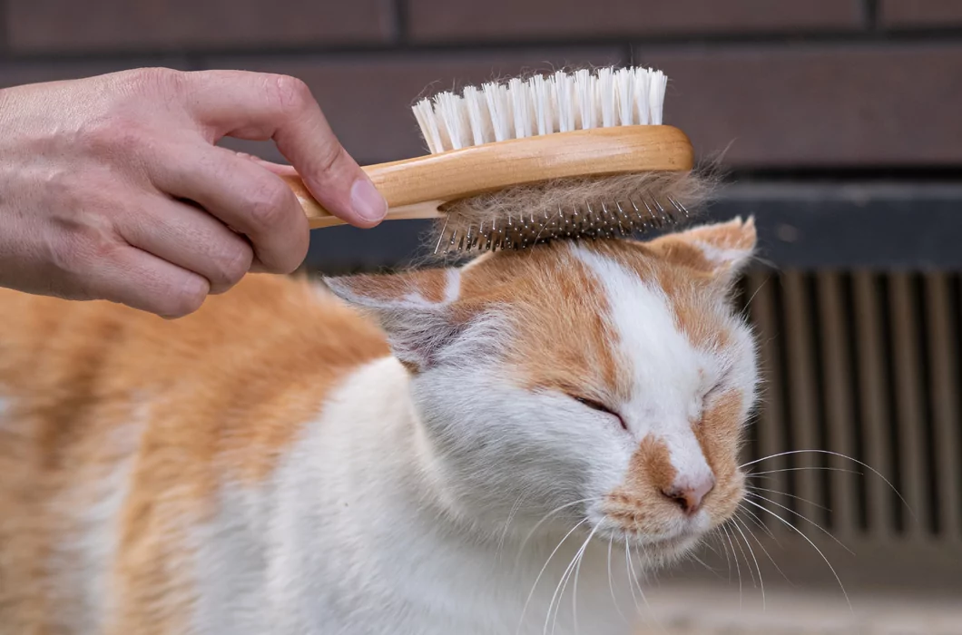 Hoe borstel je een kat? En wanneer moet je een kat wassen?