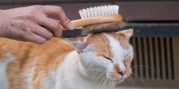 Hoe borstel je een kat? En wanneer moet je een kat wassen?